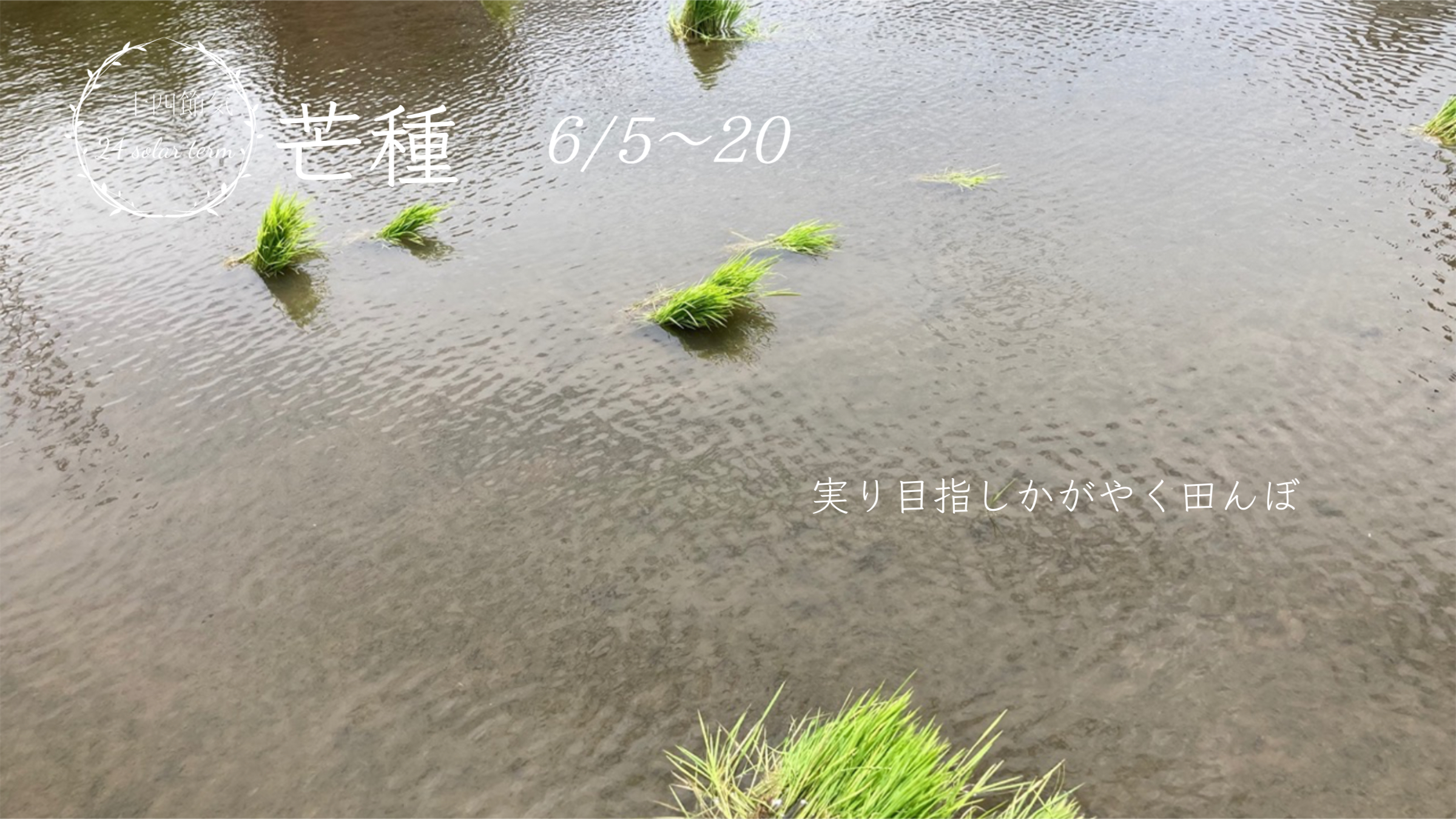 いとよし